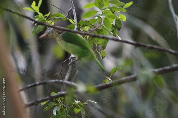 Obraz Barbet bird on a tree