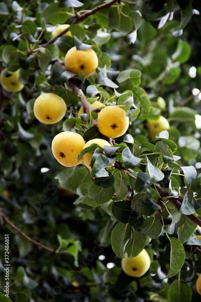 Obraz Ripe pears in August. Beautiful view.