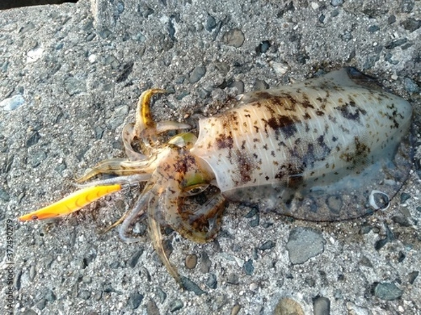 Obraz 秋に堤防からエギで釣れたアオリイカ