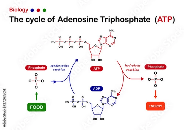 Fototapeta Biology diagram show Adenosine triphosphate (ATP) cycle for energy production in cell