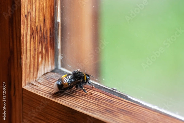 Obraz Bumblebee sitting on a wooden window frame