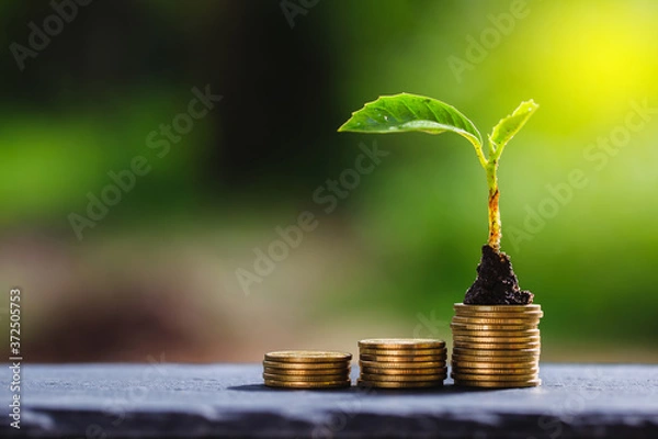Fototapeta Return on investment concept and saving money
Seedling on a blurred natural background
