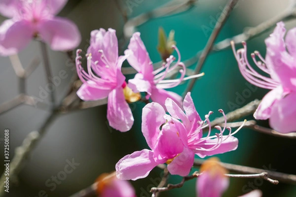 Fototapeta 仁和寺のミツバツツジ