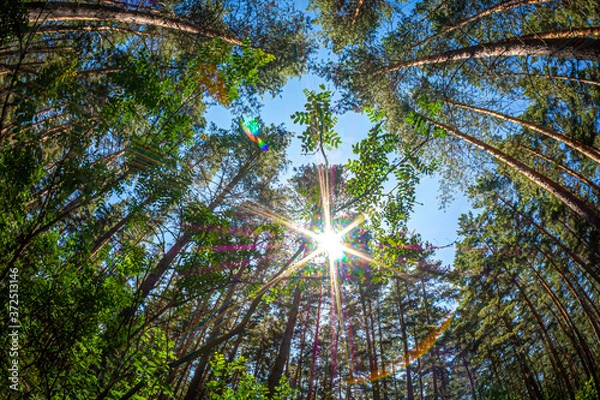 Obraz In the pine forest in summer