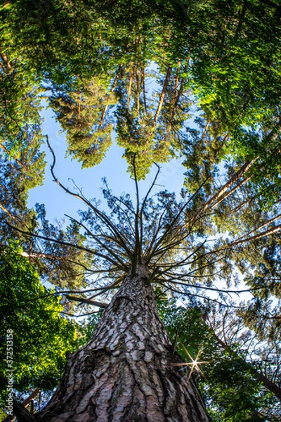 Obraz Pine with dry branches in the forest
