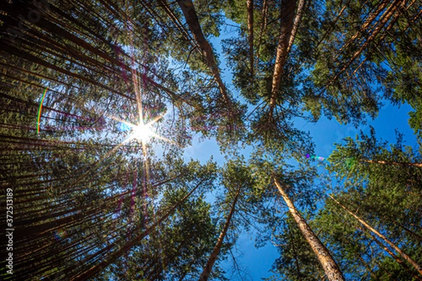 Obraz The tops of tall pines in the blue sky