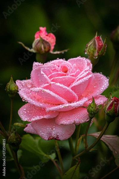 Obraz Flowers and buds of a beautiful rose with raindrops