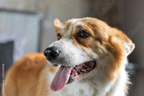 Obraz Portrait of a corgi dog.