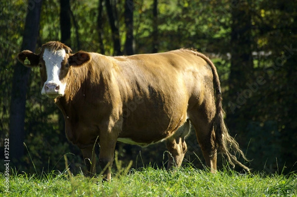 Obraz cow is watching you