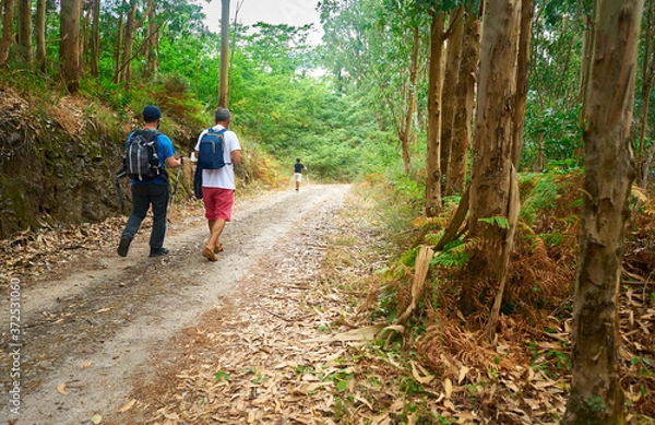 Fototapeta Family walking with backpacks and walking sticks along a path in the field full of trees