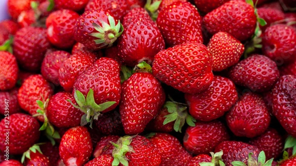 Fototapeta Many Juicy beautiful red freshly picked strawberries. Healthy and wholesome Food background.  Natural strawberries closeup, top view. Macro shot of strawberry texture in sunny day Banner for web site
