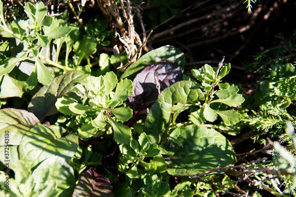 Fototapeta Coloristic composition of leaves and herbs.
