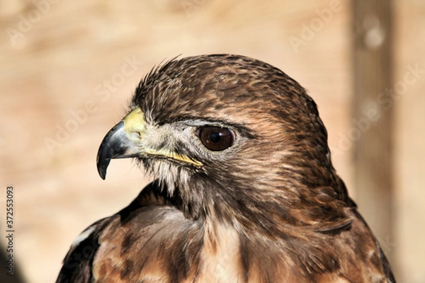 Fototapeta red tailed hawk