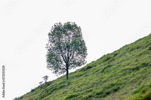 Fototapeta Árbol en la ladera de la montaña