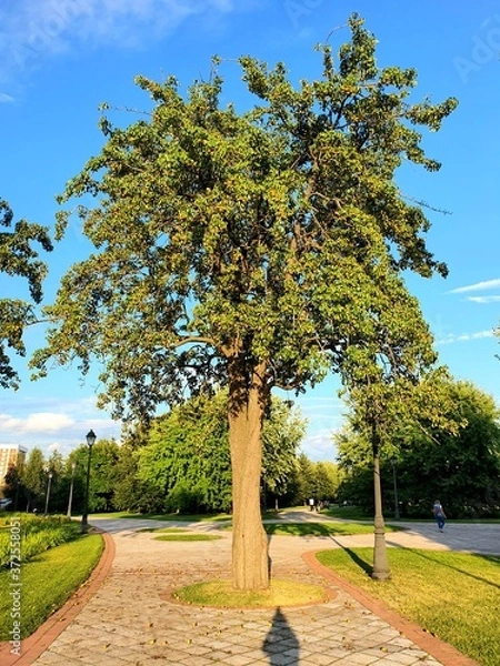 Fototapeta path in the park