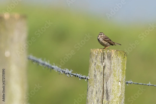 Fototapeta Meadow Pipit Perched on Top of a Fence Post