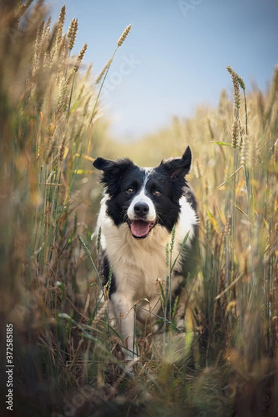 Obraz border collie running through field