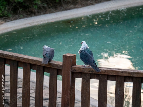Obraz Australian white headed pigeon