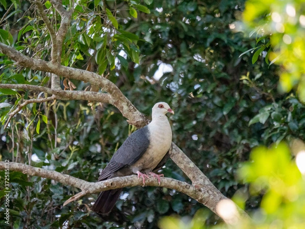 Obraz Australian white headed pigeon