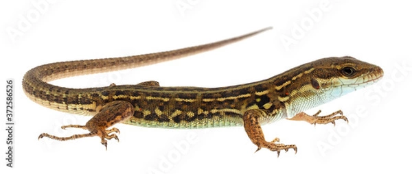 Obraz The Italian wall lizard isolated on white background, Podarcis siculus