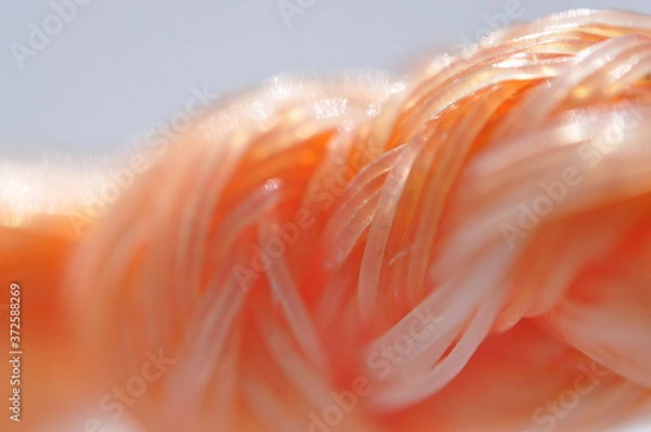 Obraz macro image of plastic rope