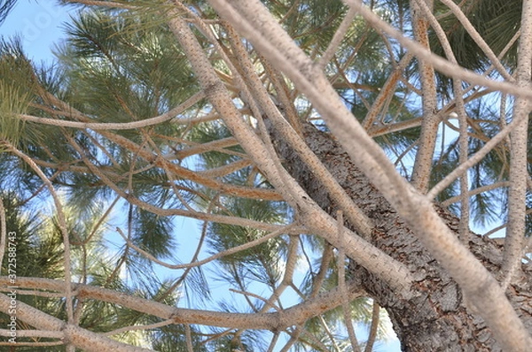 Obraz upview image of pine tree in the forest