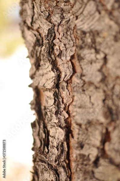 Obraz macrophotography image of wooden texture 