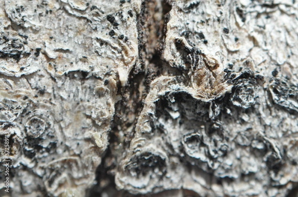 Obraz macrophotography image of wooden texture 