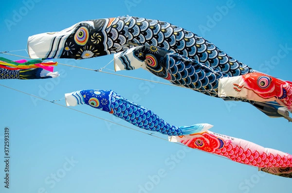 Obraz こいのぼり