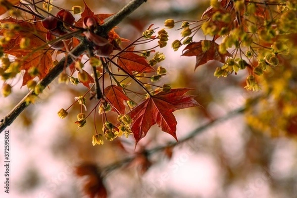 Fototapeta Autumn views