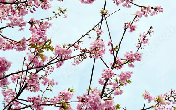 Obraz 河津桜と青空