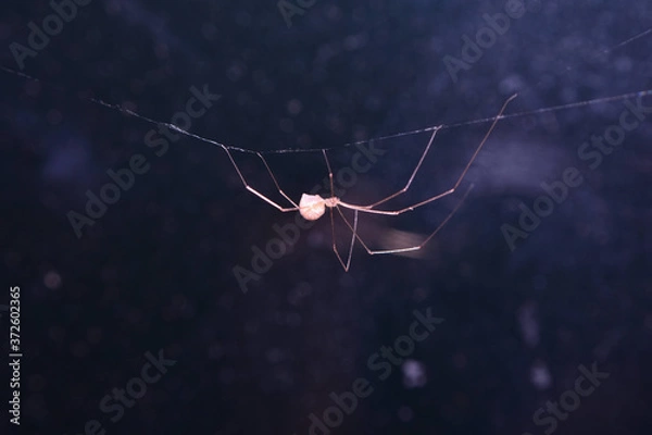 Obraz Nature, Wild And Animals