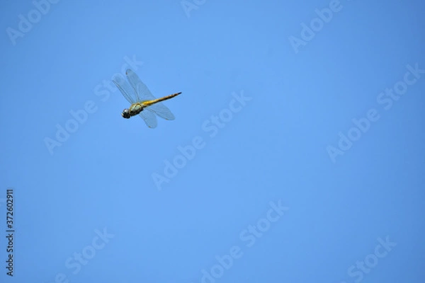 Obraz Nature, Wild And Animals