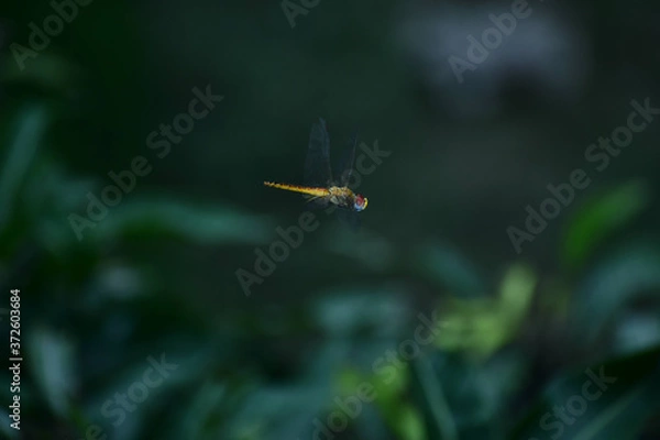 Obraz Dragonfly in Flight Flying