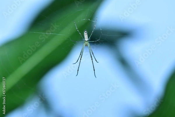 Obraz Nature, Wild And Animals