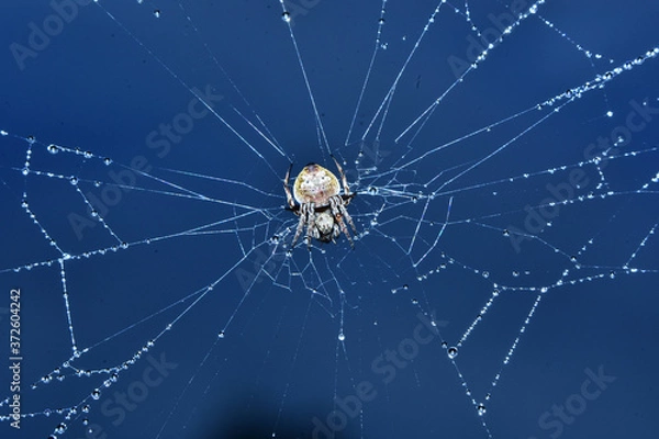 Obraz Nature, Wild And Animals