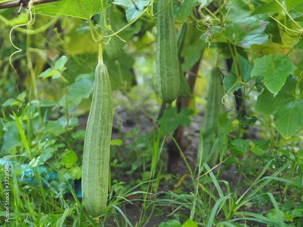 Obraz luffa acutangular, Cucurbitaceae green vegetable fresh in garden on nature background