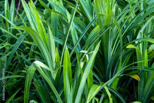 Fototapeta Pandan plant in the garden for has fragrant leaves which are used widely for flavouring in the cuisines of Asia