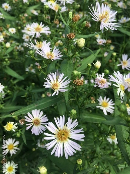 Obraz white daisies in a garden
