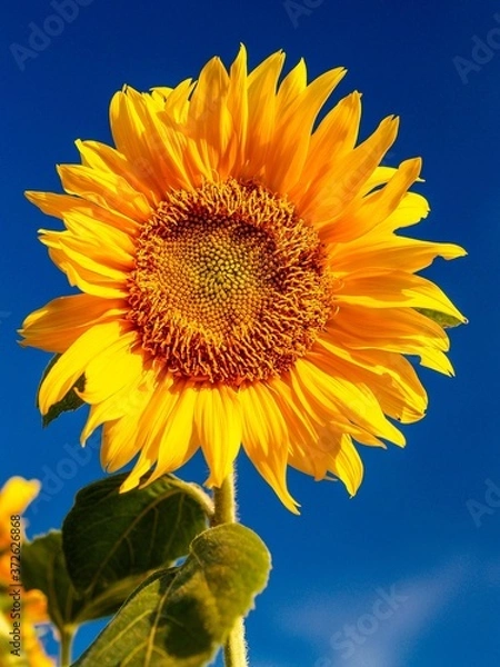 Obraz sunflower and blue sky