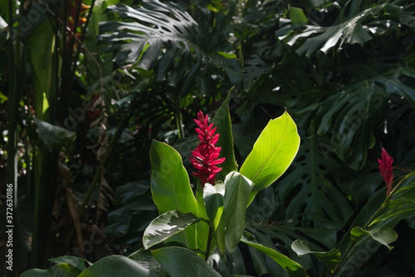 Obraz Red tropical Hawaiian glowing flower in bontanical garden on the island of Oahu in hawaii