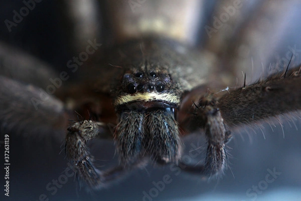 Fototapeta Close up front view of Heteropoda venatoria huntsman spider