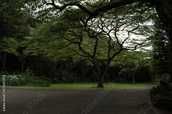 Obraz Enchanted glowing Hawaiian forest at Waimea north shore Oahu hawaii