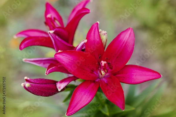 Fototapeta bright dark pink lily flowers close up in soft focus on a background of greenery