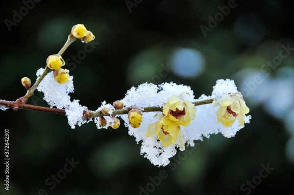 Obraz 中国原産の落葉樹ロウバイの黄色い花とそのつぼみに積もる雪