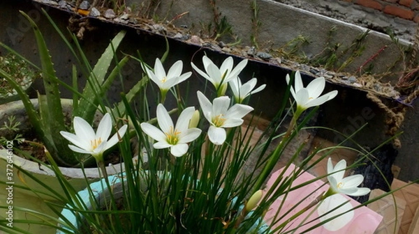 Obraz spring flowers in the garden