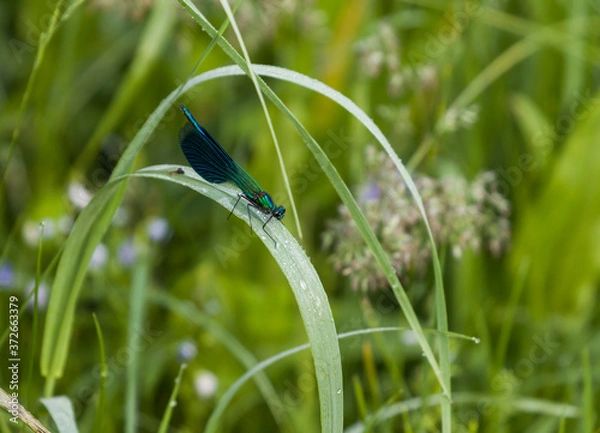 Obraz dragonfly, insect