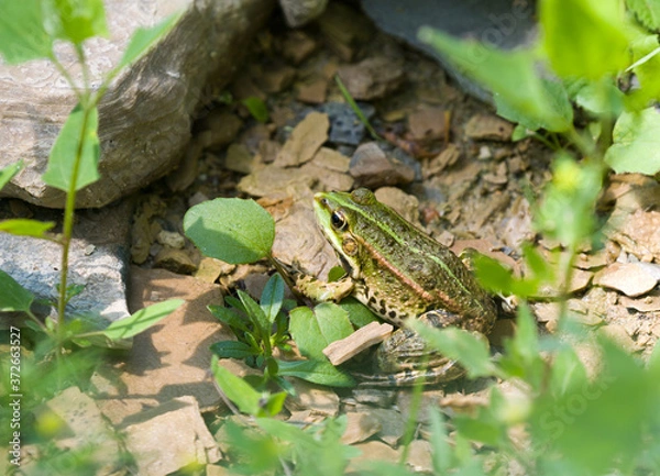 Obraz frog, amphibians