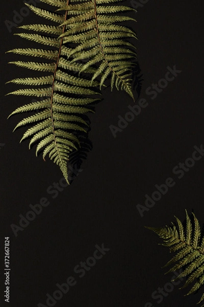 Obraz Green fern leaves on black background, leaves casting deep shadow. Autumn mood background for custom text.