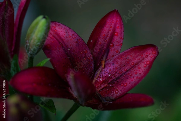 Obraz Burgundy lily on a dark green background